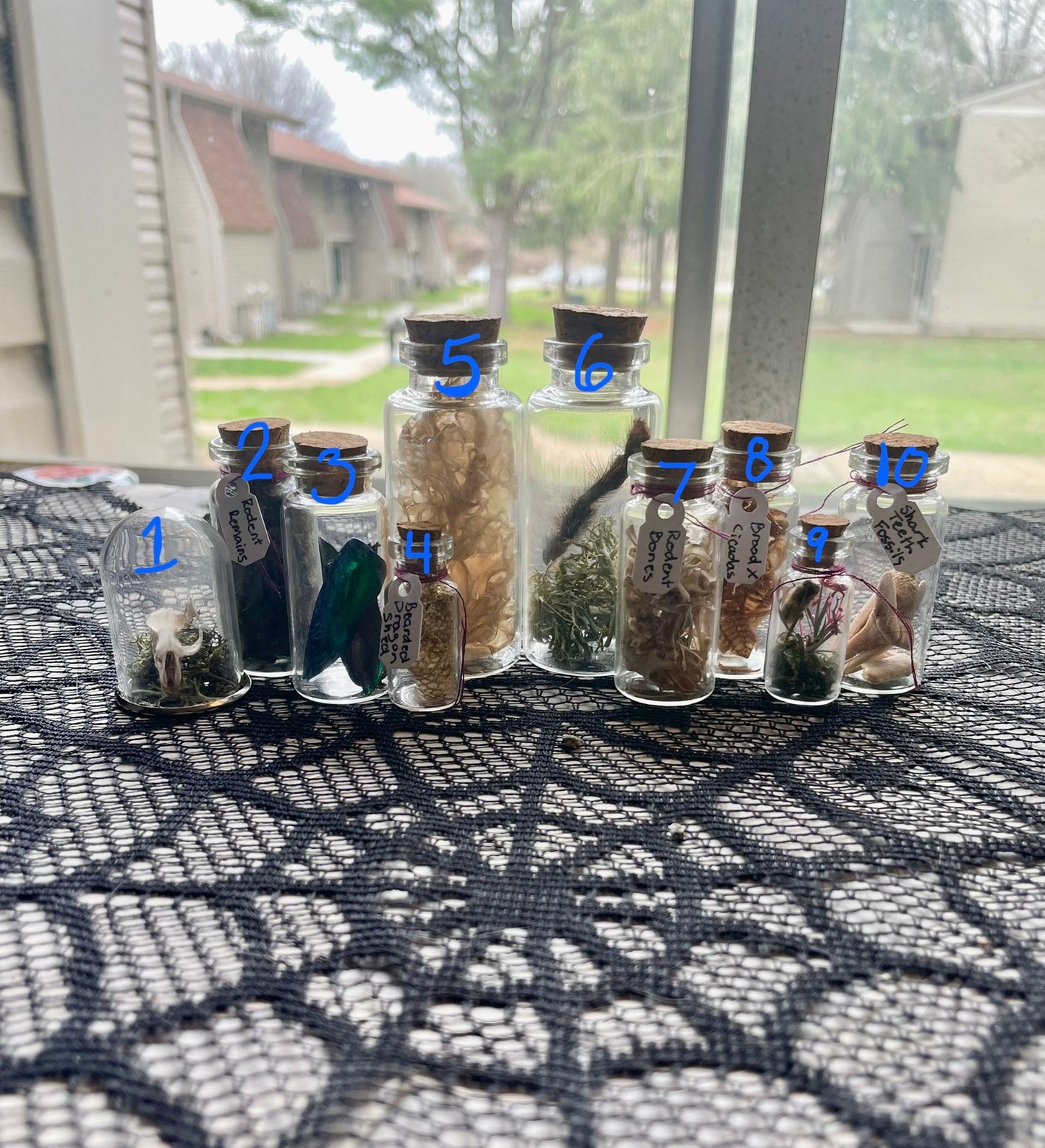 Assorted Mini Oddity Displays