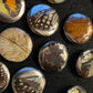 Real Butterfly Wing Pinback Buttons