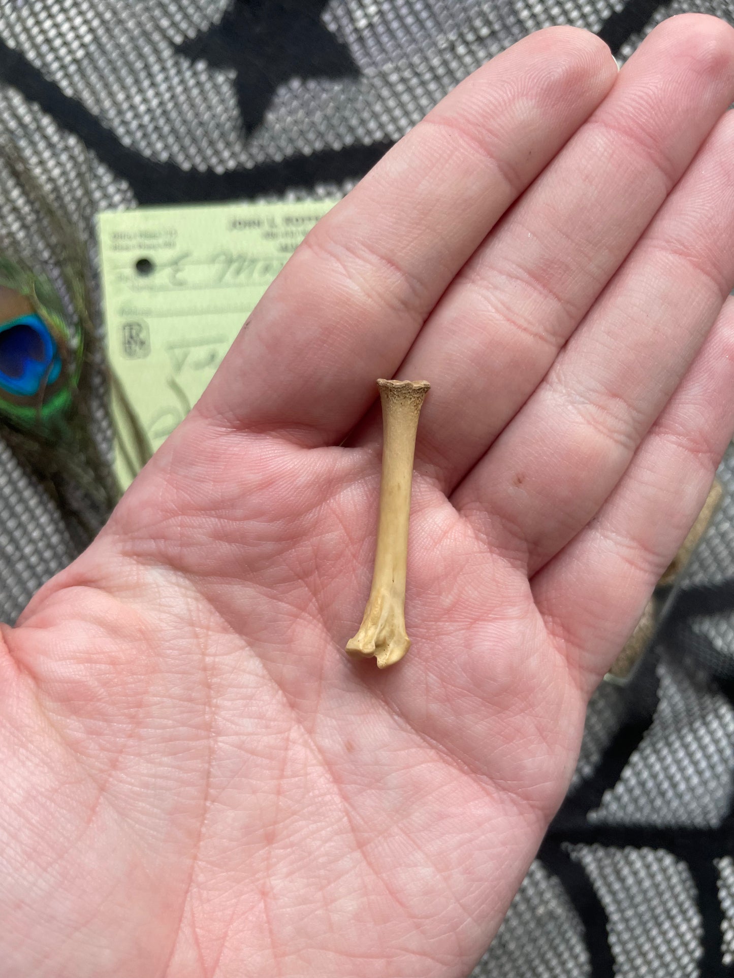 Small Oddity Variety Box